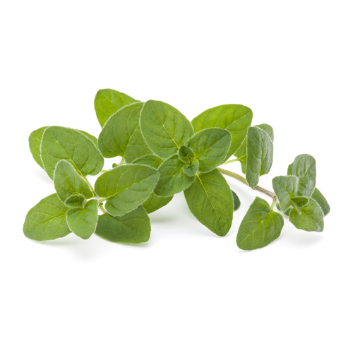 oregano